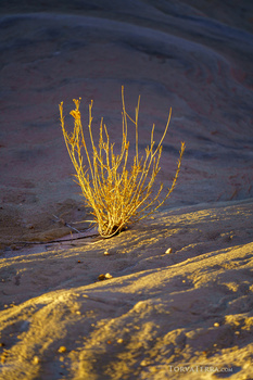 Golden dried plant stems emerging from dark wet sand or mud.
