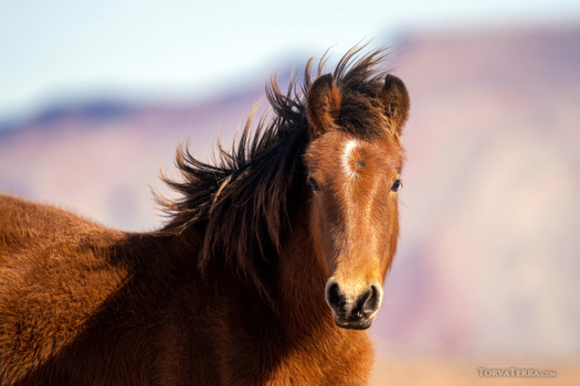 Brown horse with dark mane looking toward camera in bright daylight with blurred mountainous background.