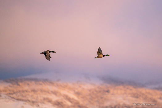 Two ducks in flight against a soft pink and blue twilight sky above blurred terrain.