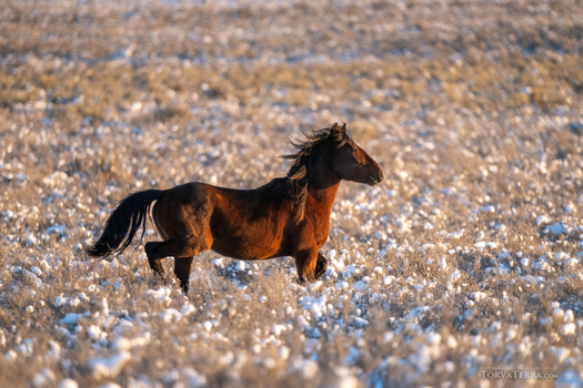 Bay horse trotting across a rocky beach with shells and pebbles.