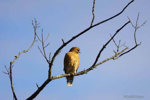 Hawk perched on a bare branch against a clear blue sky.