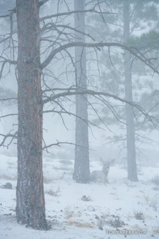 Tall pine trees shrouded in heavy fog and falling snow during winter conditions.