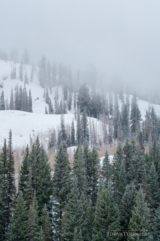 Coniferous forest on misty mountainside with snow-covered slopes fading into dense fog.