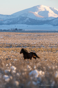 Dark horse galloping across a snowy field with a snow-capped mountain in the distance.