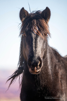 Dark horse with long mane facing camera against twilight sky.