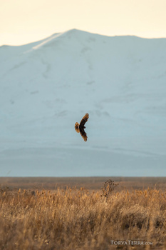 Bird of prey diving with wings folded against mountain and grassland backdrop.