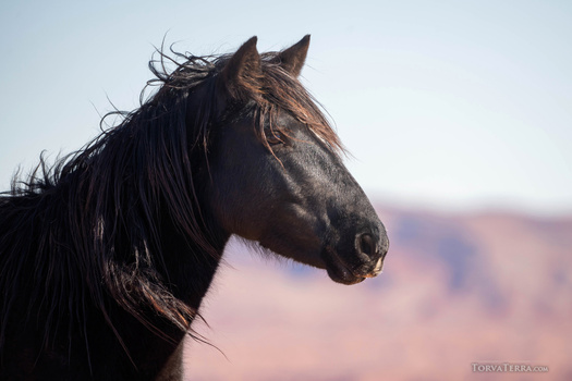 Dark horse with flowing mane photographed in profile against a blurred landscape background.