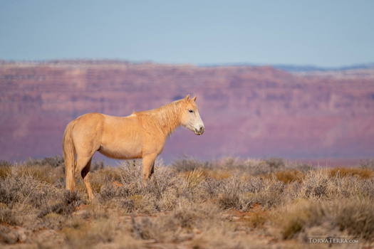 Palomino horse standing in sparse desert scrubland with layered canyon formations in the background.