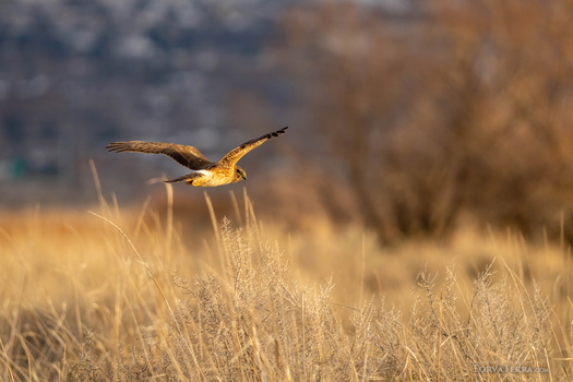 Hawk with spread wings flying low over dry golden grassland in late afternoon light.