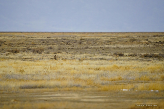 Vast steppe landscape with golden grassland, sparse vegetation, and distant figure under clear sky.
