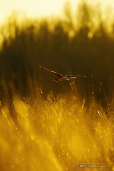 Dragonfly perched on golden grass backlit by warm sunlight filtering through a blurred forest.
