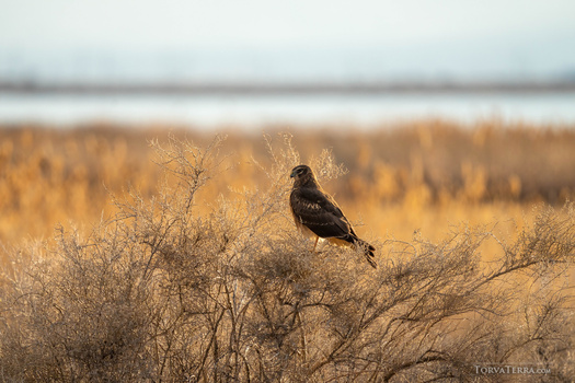Dark eagle perched on dried brush with winter landscape and water visible in soft-focused background.