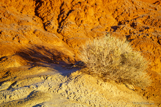 Sparse shrub casting long shadow across rippled sand and rust-colored desert terrain.