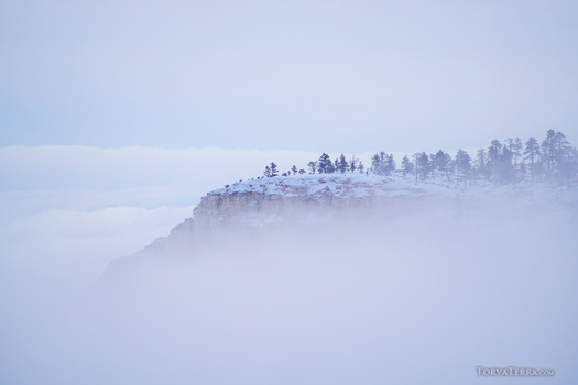 Snow-covered evergreen trees perched on a misty mountain ridge.