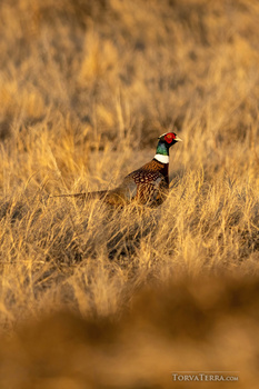 Pheasant with distinctive red head and patterned plumage standing in dry golden grass.