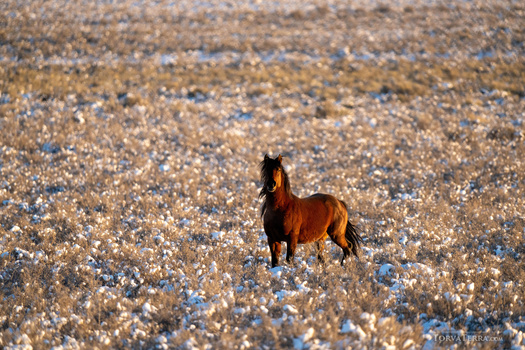 Chestnut horse standing alone in a snow-covered field.