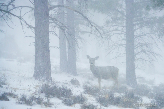 Mule deer standing in snowy forest clearing surrounded by tall evergreen trees in heavy fog.