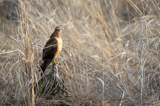 Yellow-breasted raptor perched on dried grass and reeds in natural habitat.