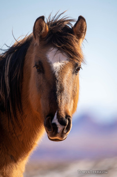 Brown horse with black mane facing camera against blurred mountain background.