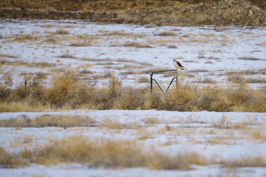 A lone bird perches on a utility pole amid sparse desert vegetation and a partially frozen river.