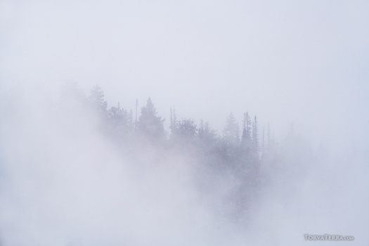 Coniferous forest shrouded in dense fog, with tree silhouettes fading into white mist.