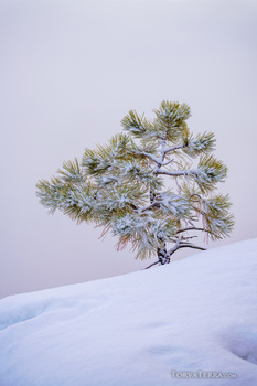 Snow-covered conifer tree standing alone on a white slope against pale sky.