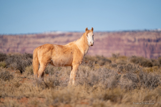 Palomino horse standing in desert scrubland with canyon landscape in background.