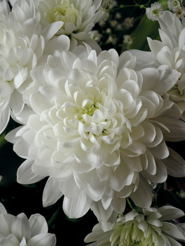 Close-up of white dahlia flowers with layered petals and pale yellow centers against dark foliage.