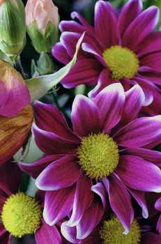 Vibrant magenta and pink daisies with lime-green centers in close-up macro photography.