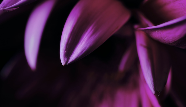 Close-up of purple flower petals with sharp pointed tips against a dark background.