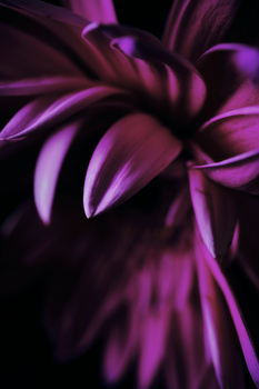 Close-up of purple flower petals with dramatic lighting and motion blur effect against dark background.
