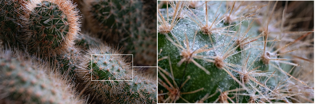 Close-up macro photography of cacti with fine spines and morning dew droplets on delicate plant stems.