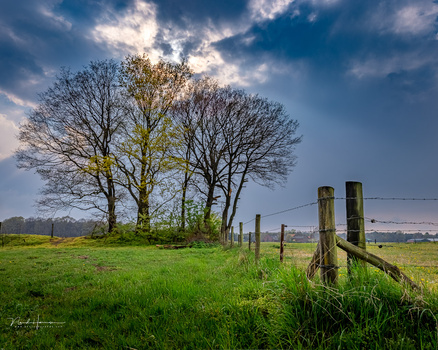 Bare trees with emerging spring foliage stand in a lush green pasture beside a wooden fence.
