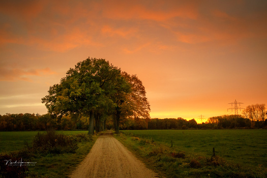 Dirt road leading to a solitary large tree at golden hour sunset with dramatic orange sky.