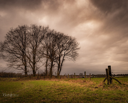 Bare trees in a grassy field under a dramatic cloudy sky with an old wooden fence post in the foreground.
