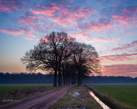 Tree-lined dirt road at sunset with dramatic pink and purple clouds reflected in a water channel.