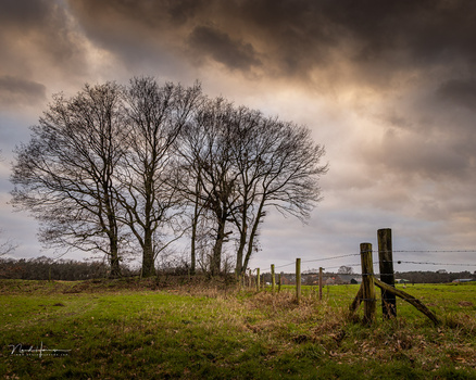 Bare trees beside wooden fence posts in green field under stormy sky.