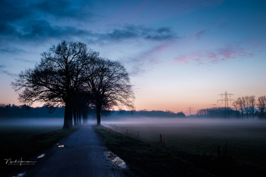 Tree-lined rural road disappearing into dense fog at dawn, with silhouetted bare trees and distant utility poles.