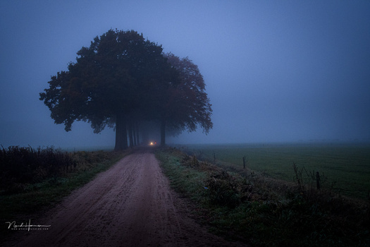 A solitary, massive tree silhouetted against a deep blue twilight sky, with a dirt road leading toward it through misty fields.