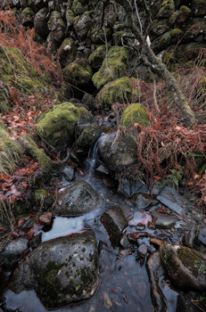 Small stream flowing over moss-covered rocks surrounded by autumn foliage and evergreen branches.