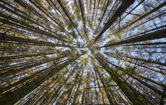 Upward perspective of tall coniferous trees converging toward the sky, with green foliage and bare branches visible against bright daylight.