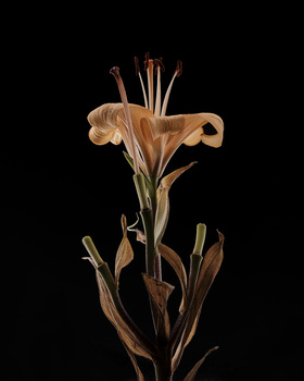 Dried flower specimen with brown petals and green stems against black background.