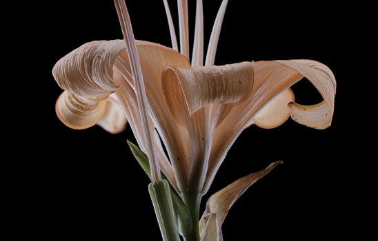 Macro photograph of a dried lily flower with curled petals against black background.