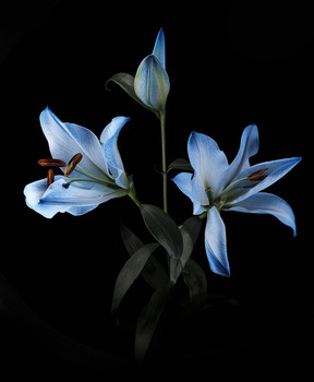 Blue iris flowers with dark stems and foliage against black background.