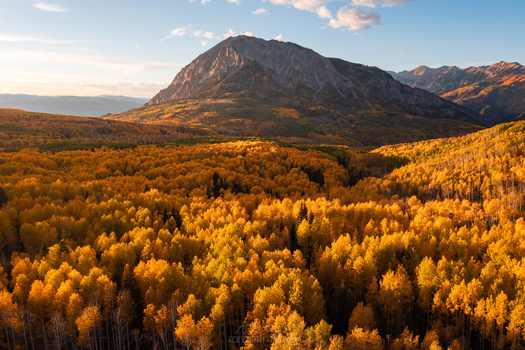 Golden larch forest in autumn with a snow-capped mountain peak rising beyond.