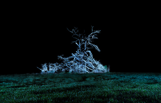 Bare, gnarled tree illuminated in cool blue light against a black sky, standing in a field of dark grass.