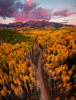 Aerial view of a winding dirt road cutting through golden larch forest with snow-capped mountains under dramatic sunset sky.