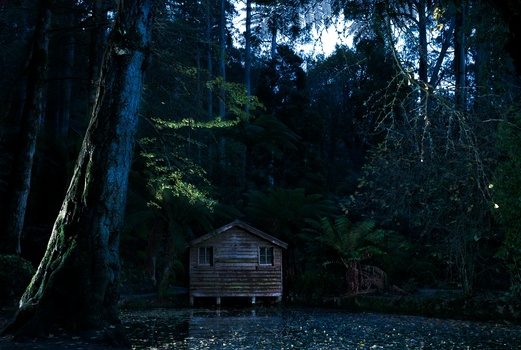 Small wooden cabin on stilts surrounded by towering forest trees with dramatic overhead lighting.