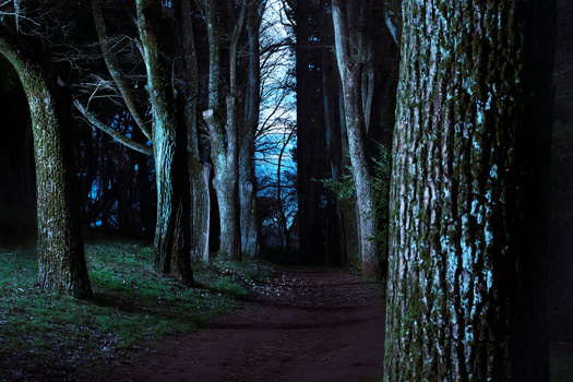 Forest path lined with tall trees, illuminated by blue twilight filtering through bare branches.