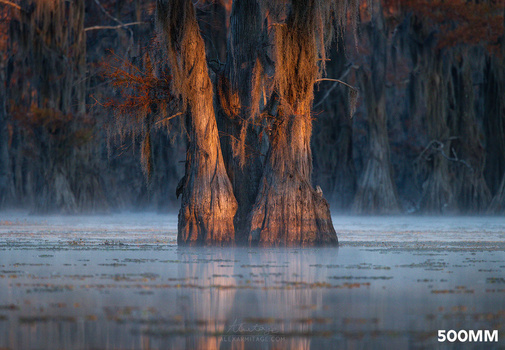 Ancient cypress trees emerging from misty swamp water at sunrise, their massive trunks reflected in still water.